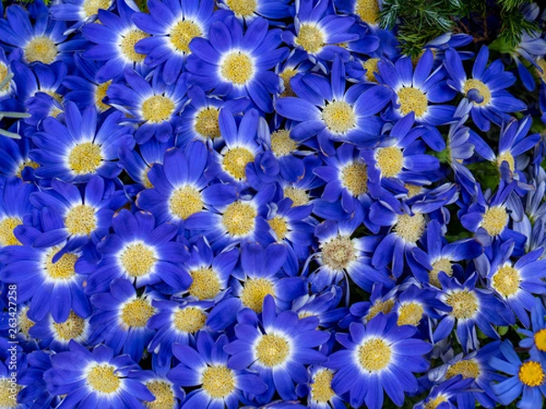 Fototapeta OLYMPUS DIGITAL CAMERA