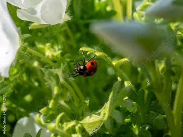 Fototapeta OLYMPUS DIGITAL CAMERA