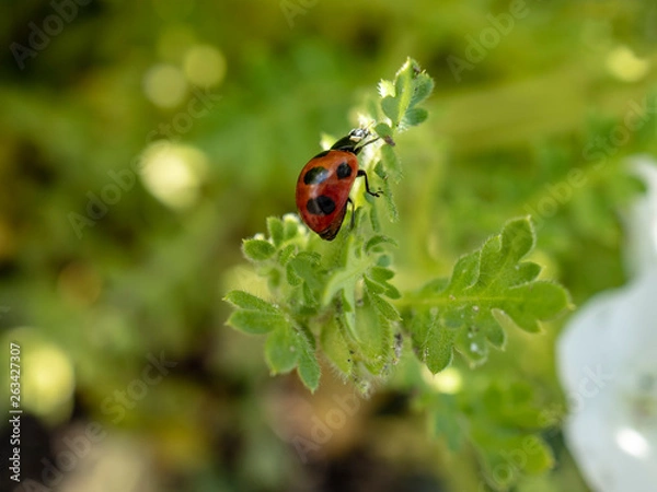 Fototapeta OLYMPUS DIGITAL CAMERA
