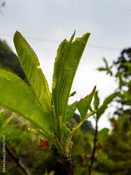 Fototapeta OLYMPUS DIGITAL CAMERA