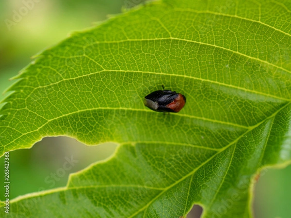 Fototapeta OLYMPUS DIGITAL CAMERA