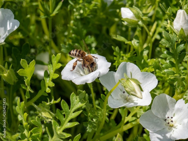 Fototapeta OLYMPUS DIGITAL CAMERA