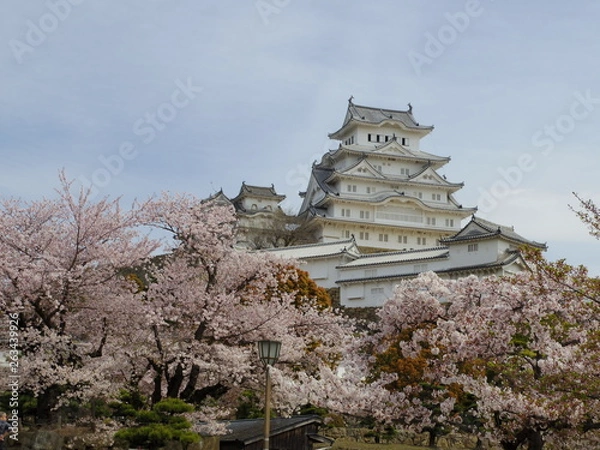 Fototapeta 世界遺産の姫路城