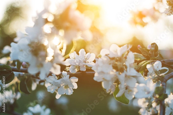 Fototapeta Spring time apple tree blossom background with sun. Beautiful nature scene with blooming apple tree and sun flare. Sunny spring wallpaper