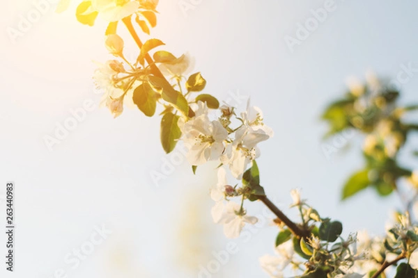 Fototapeta Spring time apple tree blossom background with sun. Beautiful nature scene with blooming apple tree and sun flare. Sunny spring wallpaper