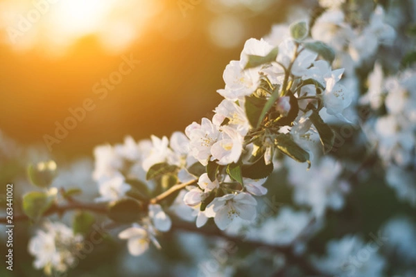 Fototapeta Spring time apple tree blossom background with sun. Beautiful nature scene with blooming apple tree and sun flare. Sunny spring wallpaper