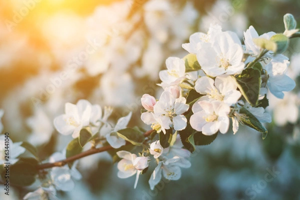 Fototapeta Spring time apple tree blossom background with sun. Beautiful nature scene with blooming apple tree and sun flare. Sunny spring wallpaper