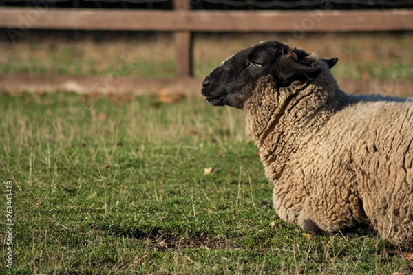Fototapeta sheep grazing a grass on in a farm