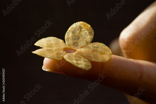 Obraz a flower on a finger