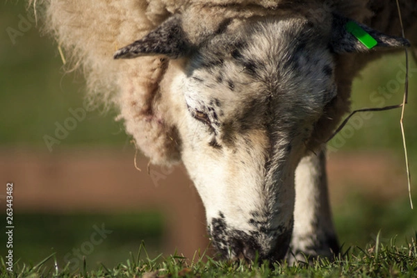Fototapeta sheep grazing a grass on in a farm