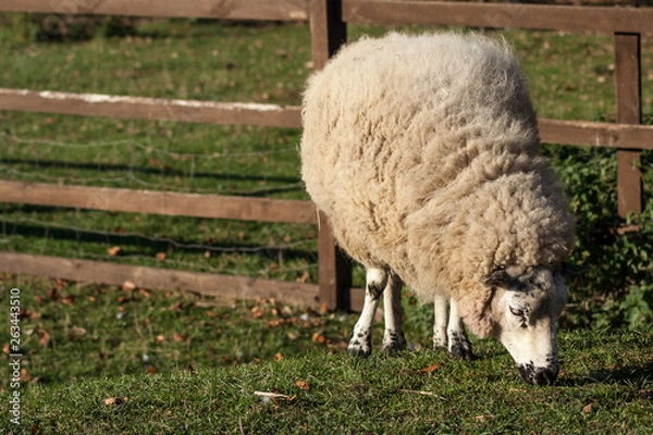Fototapeta sheep grazing a grass on in a farm