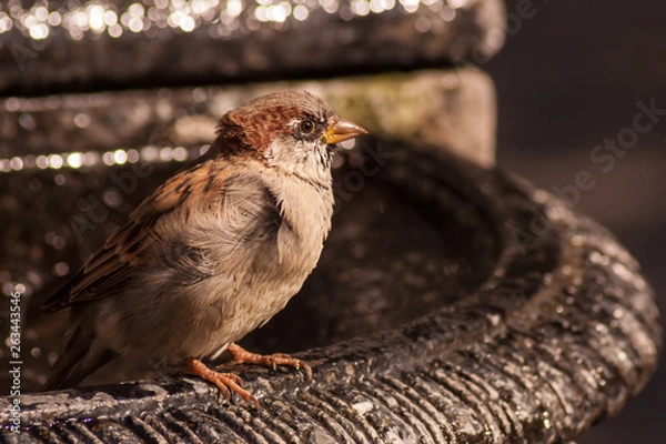 Obraz a sparrow drinking a water