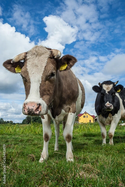 Obraz a cow on a blue background