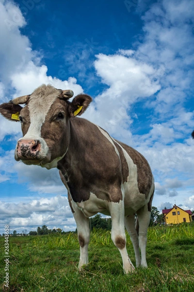 Obraz a cow on a blue background