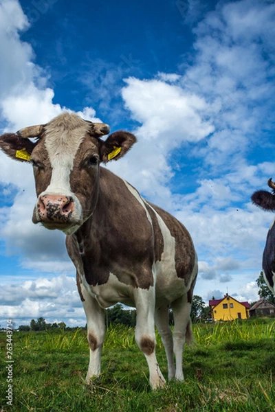 Obraz a cow on a blue background