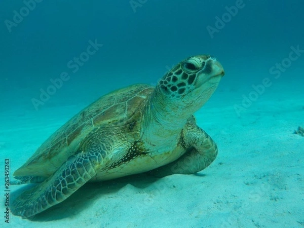 Fototapeta お昼寝中の海がめ