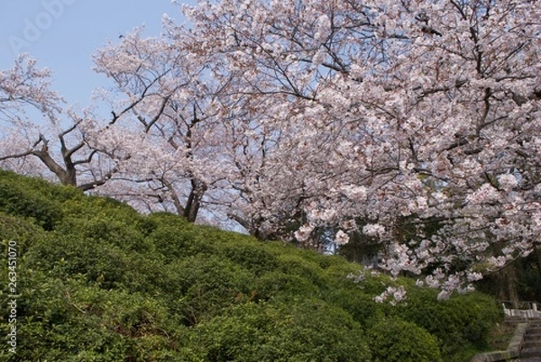 Obraz まちなかにある桜
