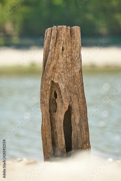 Fototapeta old bole on beach