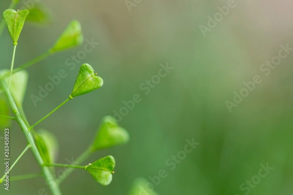 Fototapeta Close up of heart shape pods of Shepherd's purse, Capsella bursa-pastoris