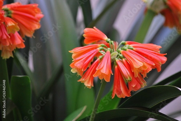 Obraz Clivia