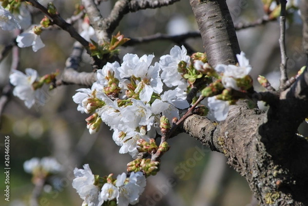 Obraz Cherry blossom