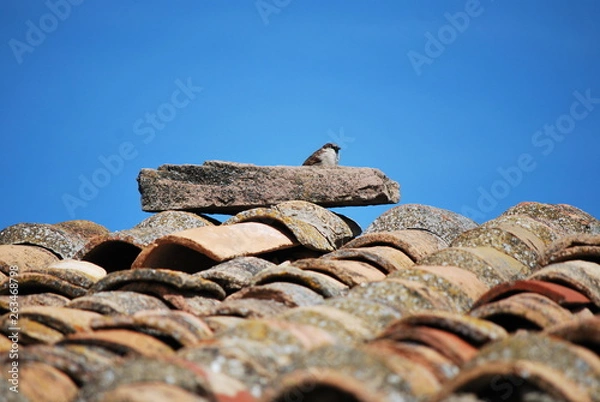 Obraz Sparrow and roof tiles