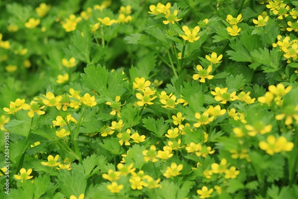 Fototapeta キツネノボタン