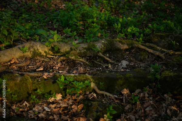 Fototapeta Forest Floor