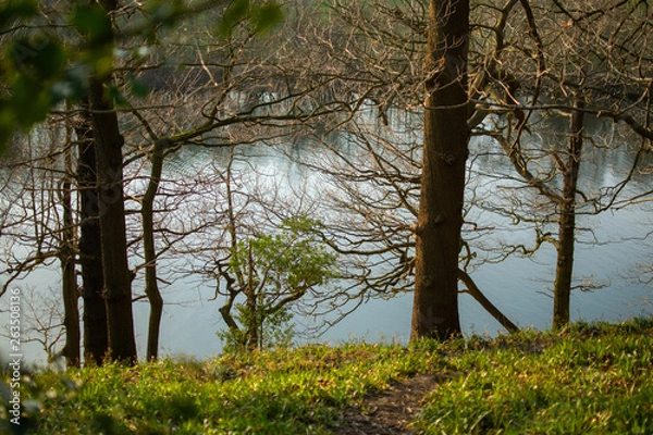 Obraz Forest by Lake