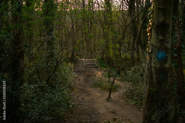 Obraz Forest with Bridge