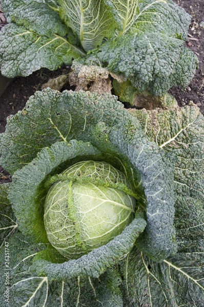 Obraz Savoy cabbage in a vegetable garden
