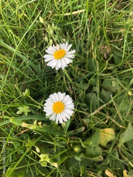 Obraz Daisies