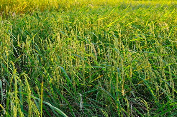 Obraz Spike nearing harvest