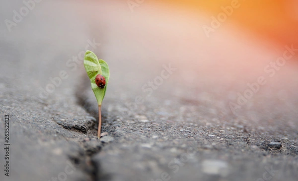 Fototapeta plant grows in a crack on solid ground and makes its way up in the sunlight with a ladybird. The concept is life, the power of aspiration