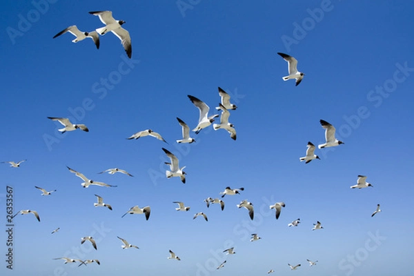 Obraz groupe de mouettes