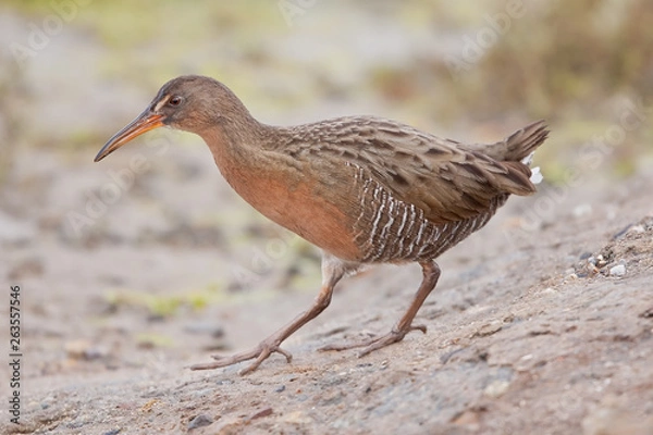 Obraz Ridgway's Rail (Rallus obsoletus)