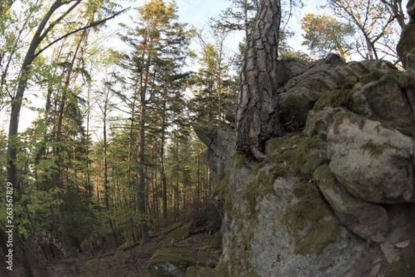 Fototapeta Baumstamm