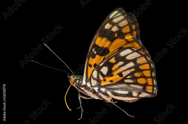 Fototapeta Butterfly (Sephisa dichroa) 10