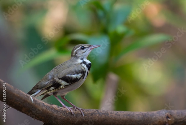 Fototapeta ‎Forest Wagtail on the branches in the hot air