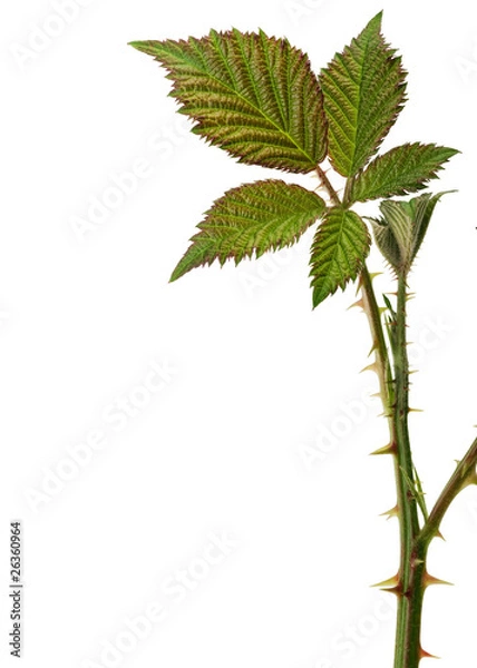 Obraz Bramble with thorns isolated one white