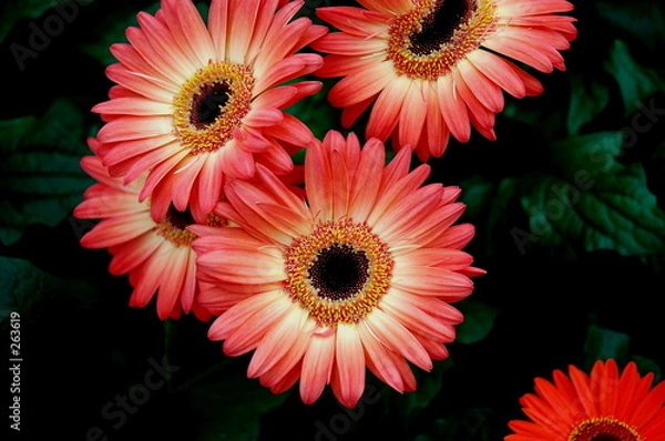 Obraz pink fancy daisy