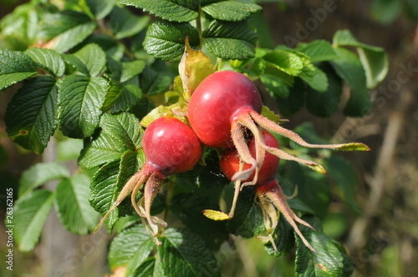 Fototapeta Früchte der Wildrose