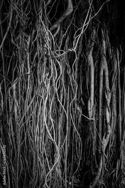 Fototapeta The roots and stems of the banyan tree are densely packed, looking cluttered as the surface of the wood, photographing black and white.