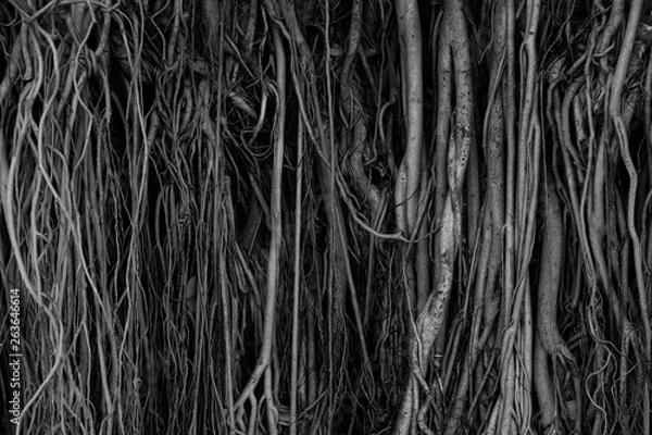 Fototapeta The roots and stems of the banyan tree are densely packed, looking cluttered as the surface of the wood, photographing black and white.