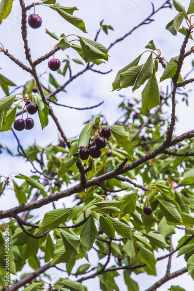 Fototapeta Organic red ripe cherries on a tree branch. Selective focus