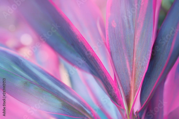 Fototapeta Nature background of purple leaf in the garden during summer day with sunlight and blurred bokeh background.