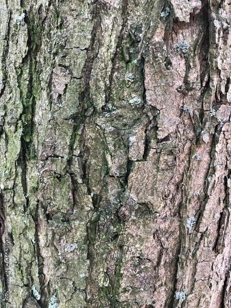 Obraz Tree bark