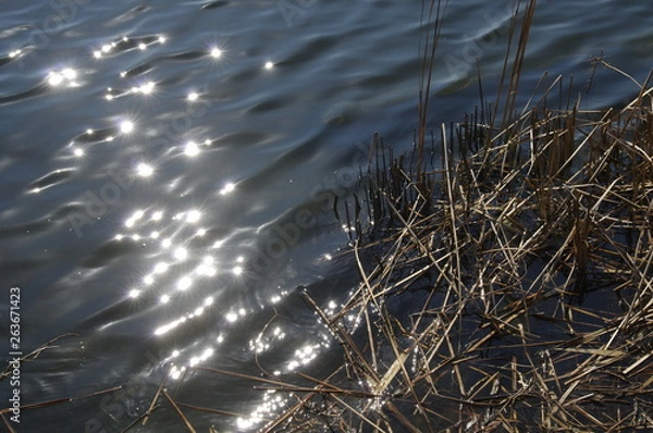 Fototapeta 川の水面のきらめき