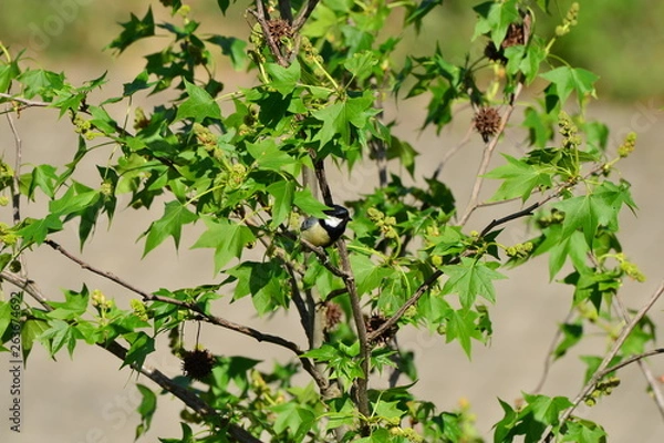 Fototapeta small bird hiding in green tree