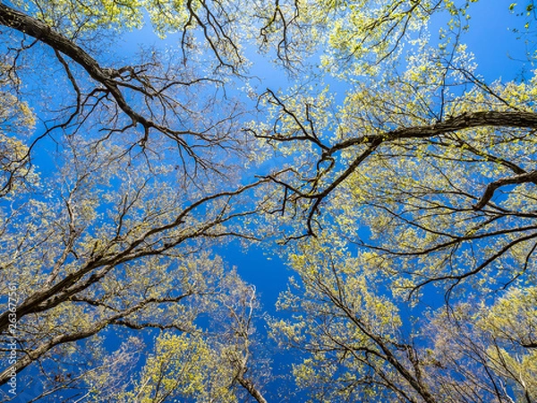 Obraz Through the forest canopy in daytime